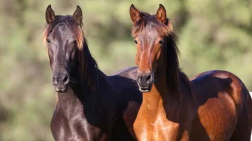 horses.jpg
