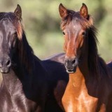 horses